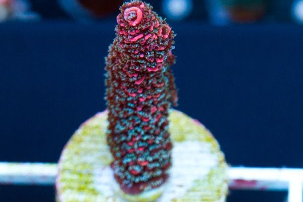 Kraken актуальные ссылки официальный сайт